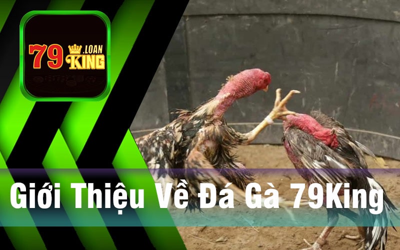 Giới Thiệu Về Đá Gà 79King